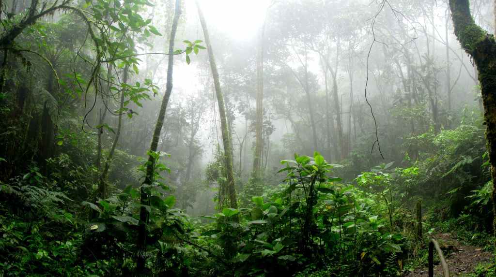दुनिया का सबसे रहस्यमई जंगल : अमेजन वर्षावन | The most mysterious forest in the world: Amazon&nbsp;rainforest